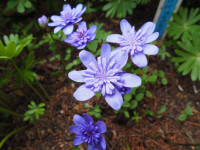 /album/fotogalerie-nabidka/hepatica-transsylvanica-barbarossa1-jpg1/